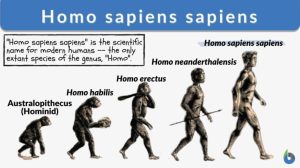 Photo reference: https://www.biologyonline.com/dictionary/homo-sapiens-sapiens